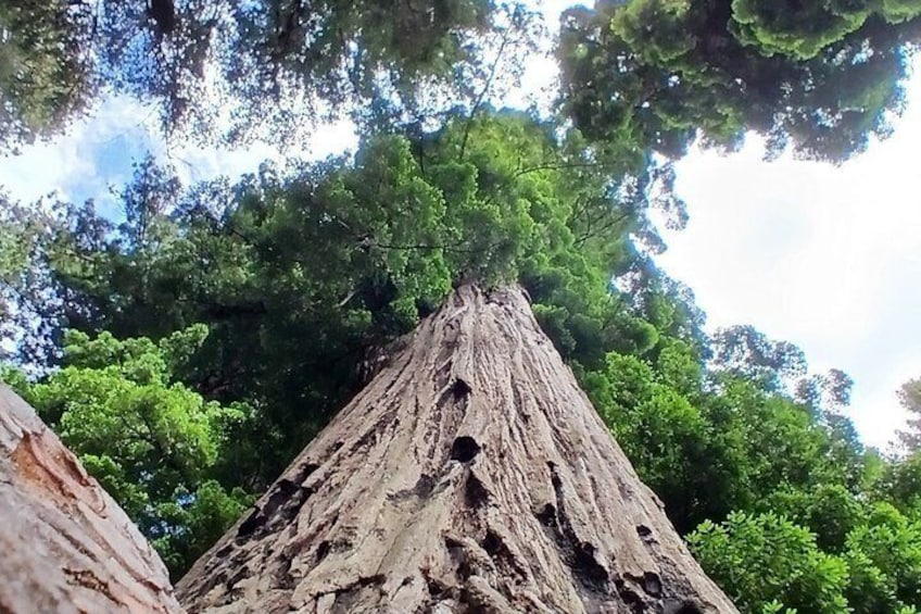 E-Bike Tour in the Avenue of the Giants Redwood Forests - 4 Hours 2