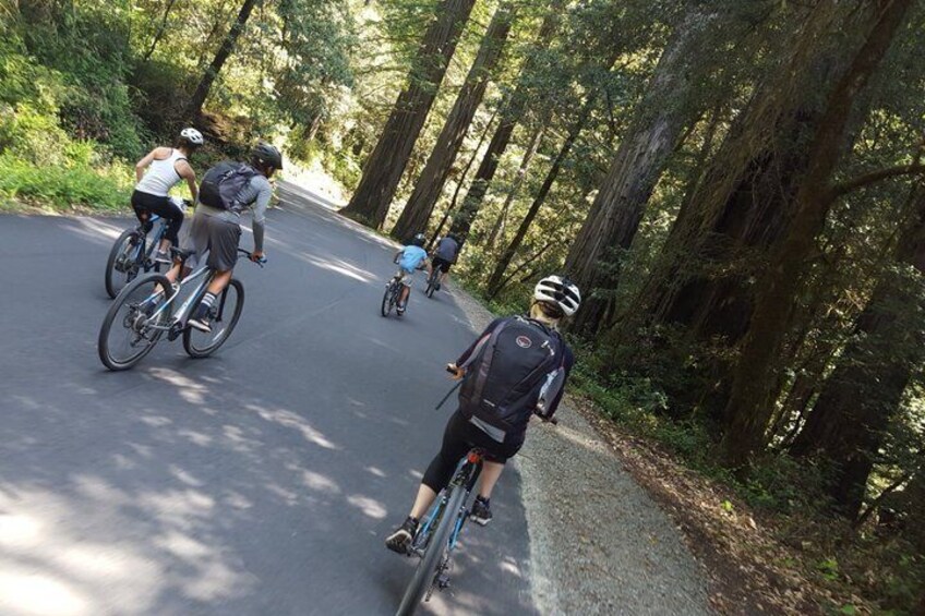 E-Bike Tour in the Avenue of the Giants Redwood Forests - 4 Hours 2