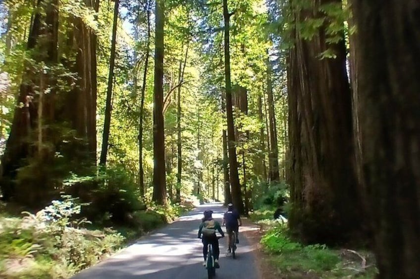 E-Bike Tour in the Avenue of the Giants Redwood Forests - 4 Hours 5
