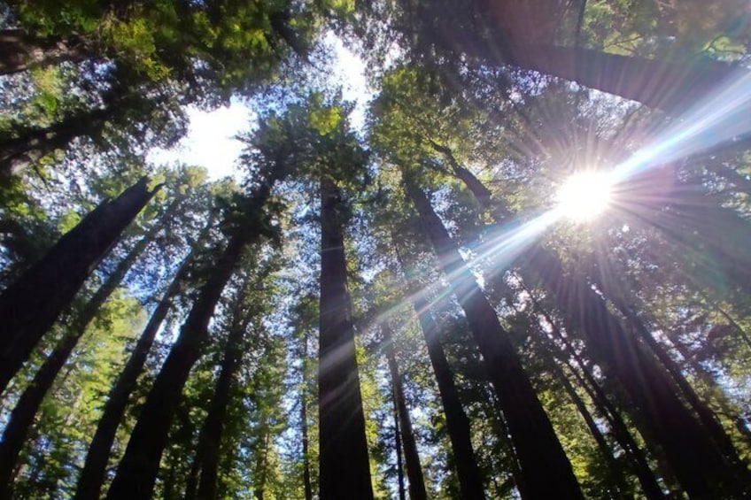 E-Bike Tour in the Avenue of the Giants Redwood Forests - 4 Hours 4