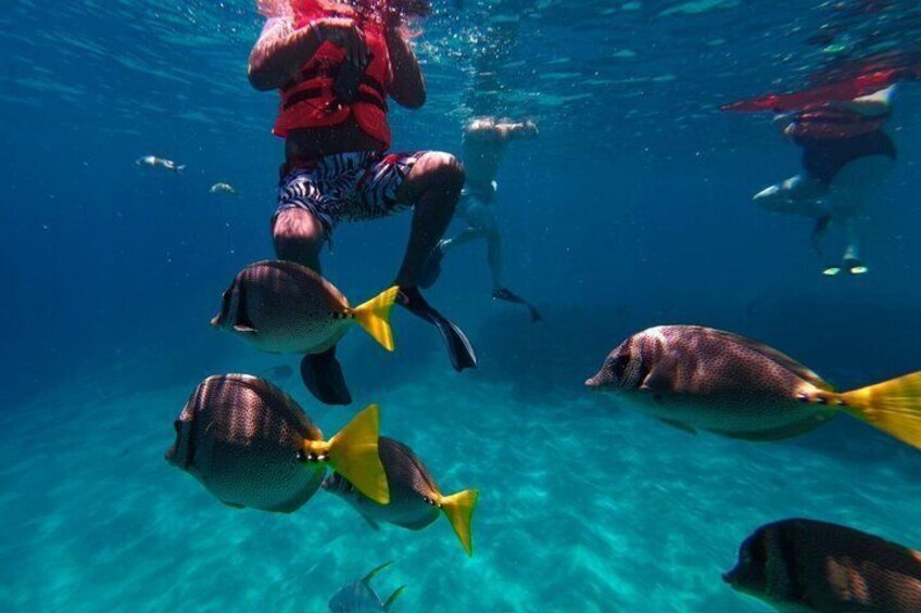 Una persona buceando con peces. 4