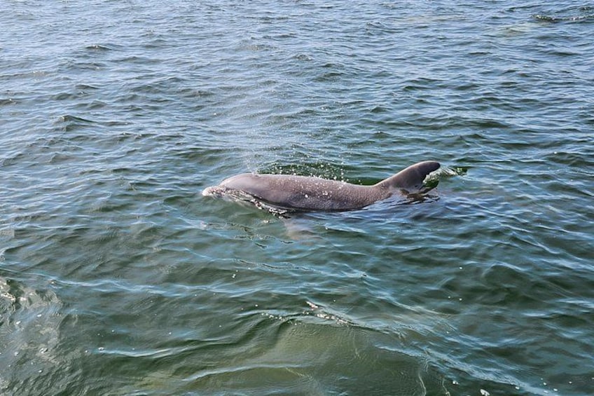 Un phoque nage dans l’eau. 2
