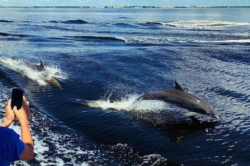 Des dauphins sautant hors de l’eau, une personne prenant une photo et une étendue d’eau avec des vagues. 5