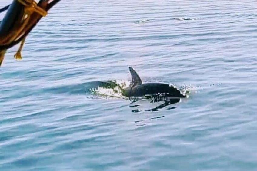 A whale breaching the water's surface. 5