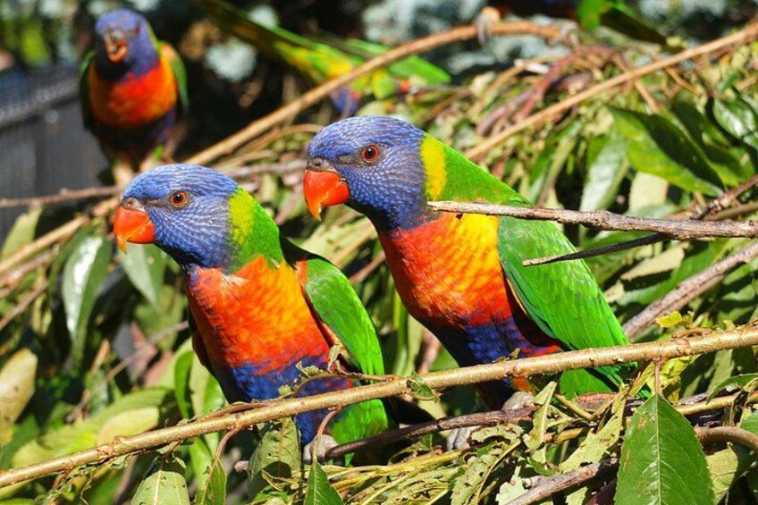Rainbow Lorikeets Parrots 2