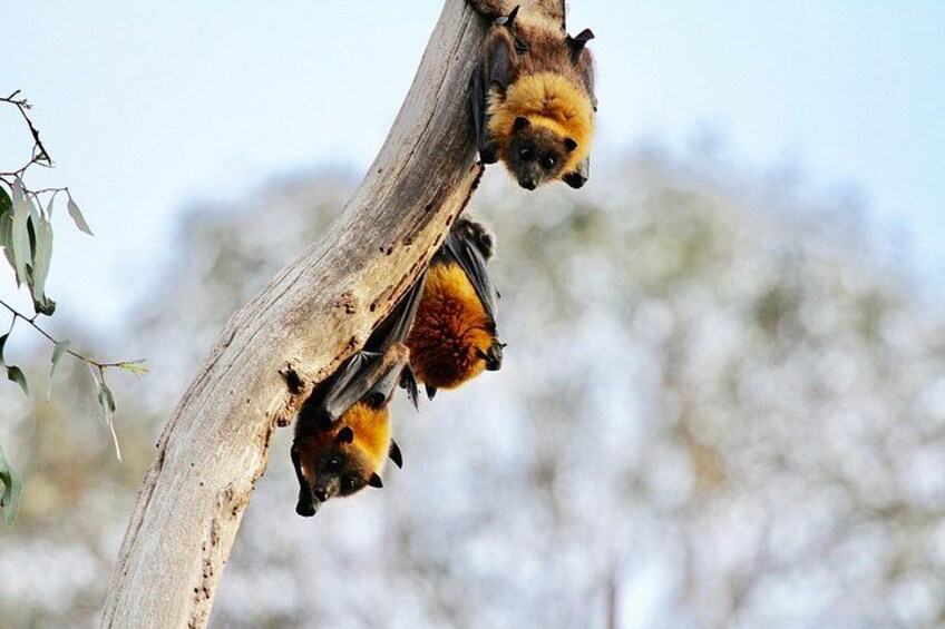 Flying Fox 5