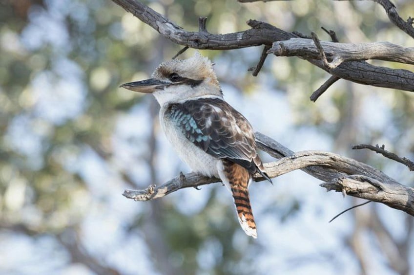 Kookaburra Bird 3