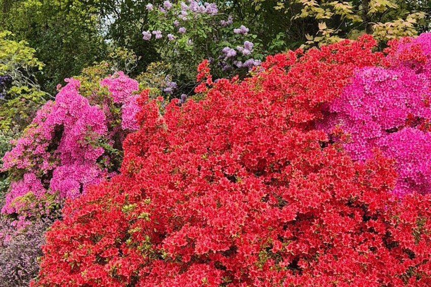 A garden with red and pink flowering shrubs. 3