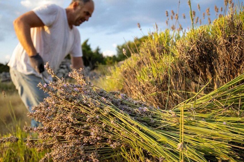 A person harvesting plants in a field. 1