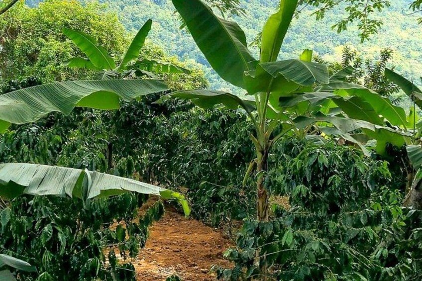 A lush green landscape with banana plants and a dirt path. 2