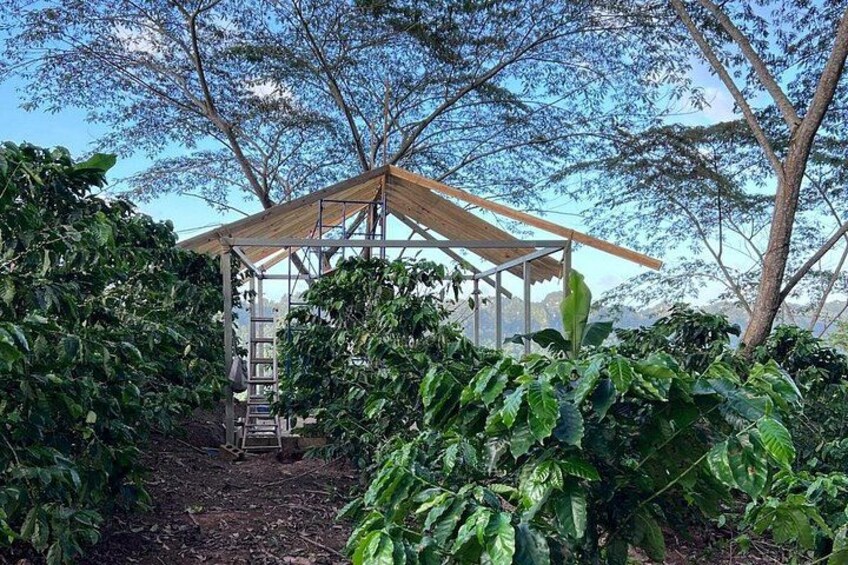 A wooden gazebo in a garden with a ladder leading up to it, surrounded by lush greenery. 3