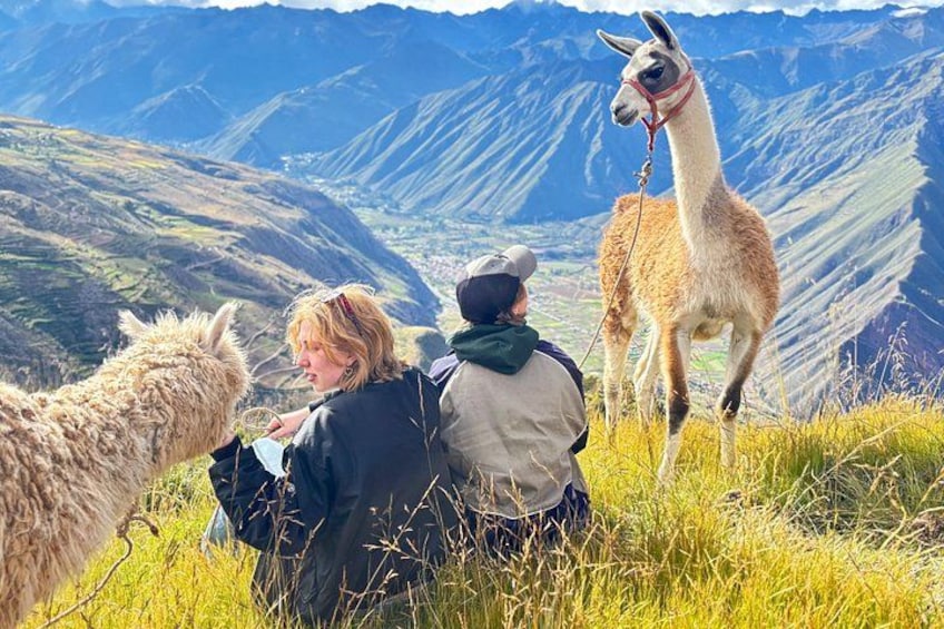 A person sitting on grass with a llama and a llama standing behind them, with mountains in the background. 2