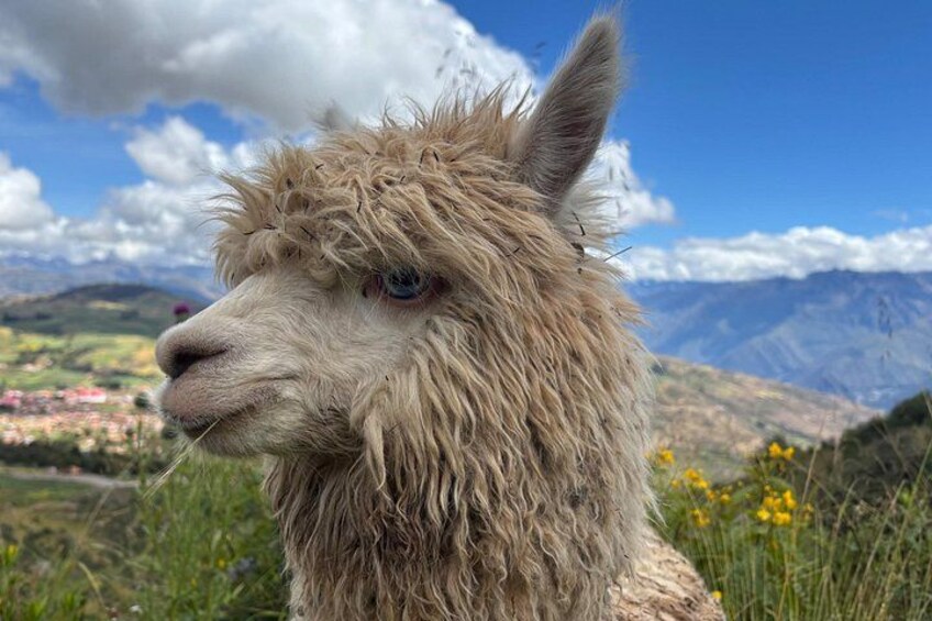 A llama with a mountainous landscape in the background. 5