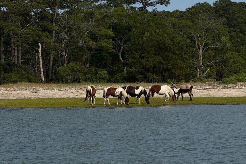 Chincoteague Wildlife Sunset Boat Tour 4