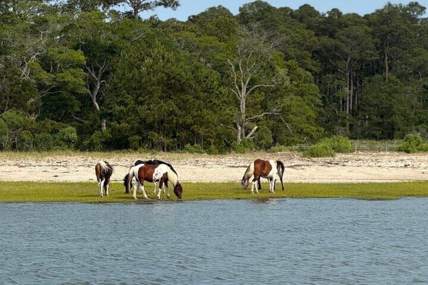 Chincoteague Wildlife Sunset Boat Tour 3