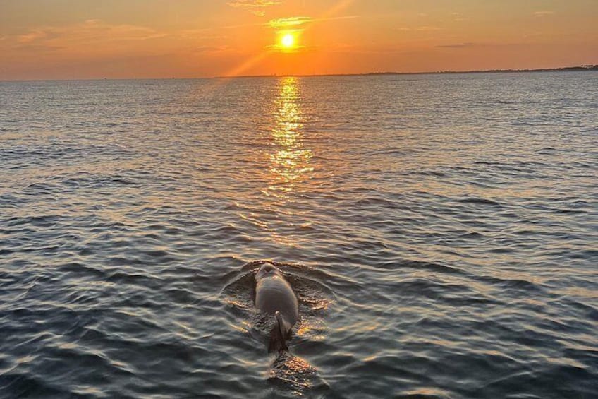 Private Crab Island Dolphins Snorkeling Sunset All Inclusive 5