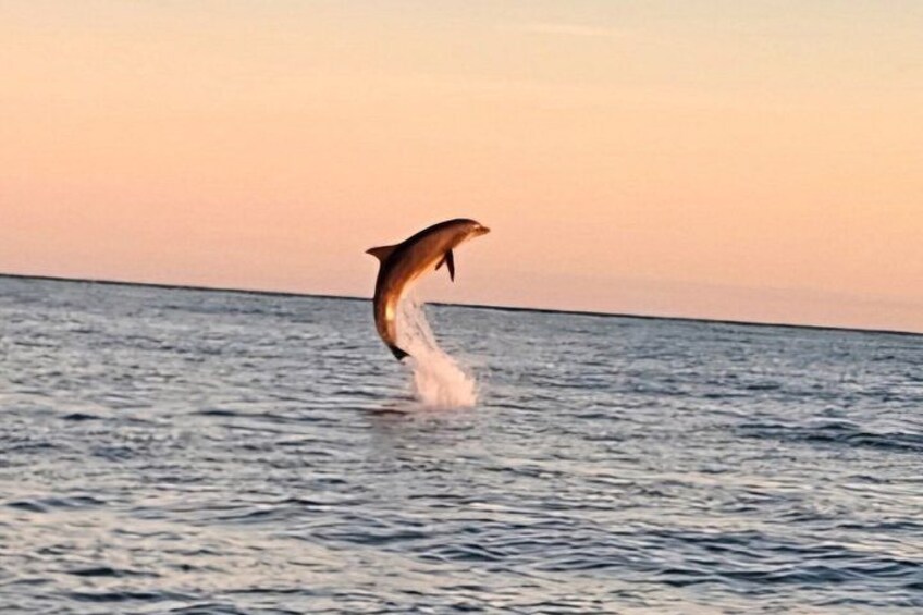 Private Crab Island Dolphins Snorkeling Sunset All Inclusive 2