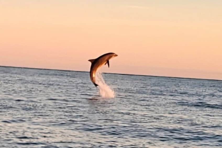 Private Crab Island, Dolphins, Snorkeling, Sunset, All-Inclusive 2