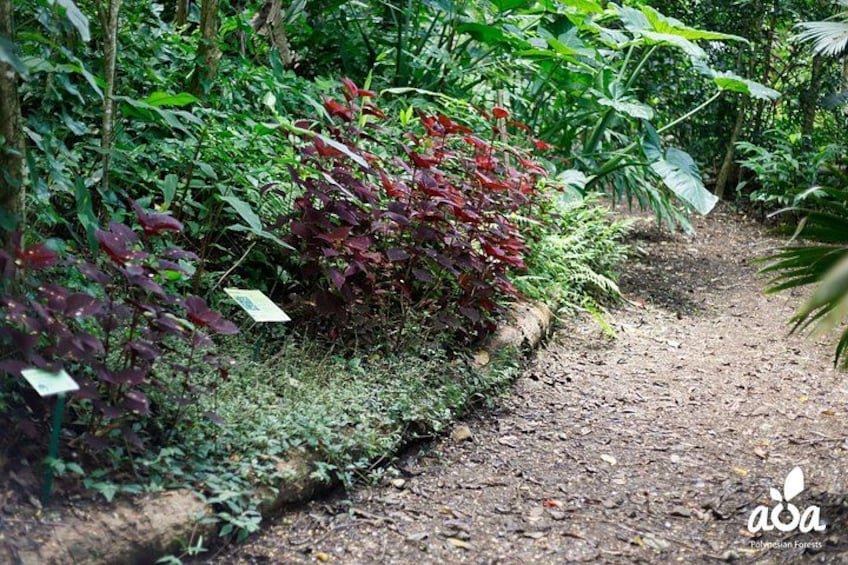 A forested path with red-leaved plants and a sign. 2