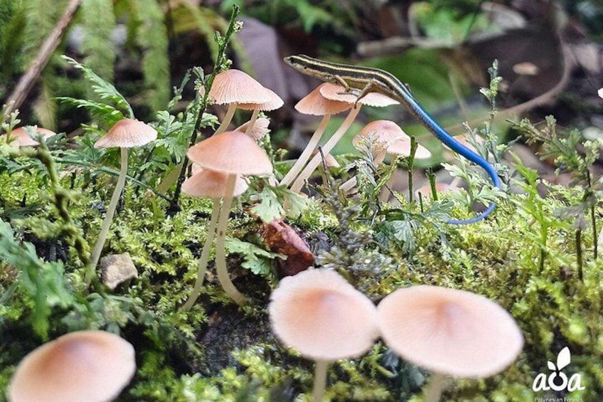 A group of mushrooms growing among green moss and ferns. 5