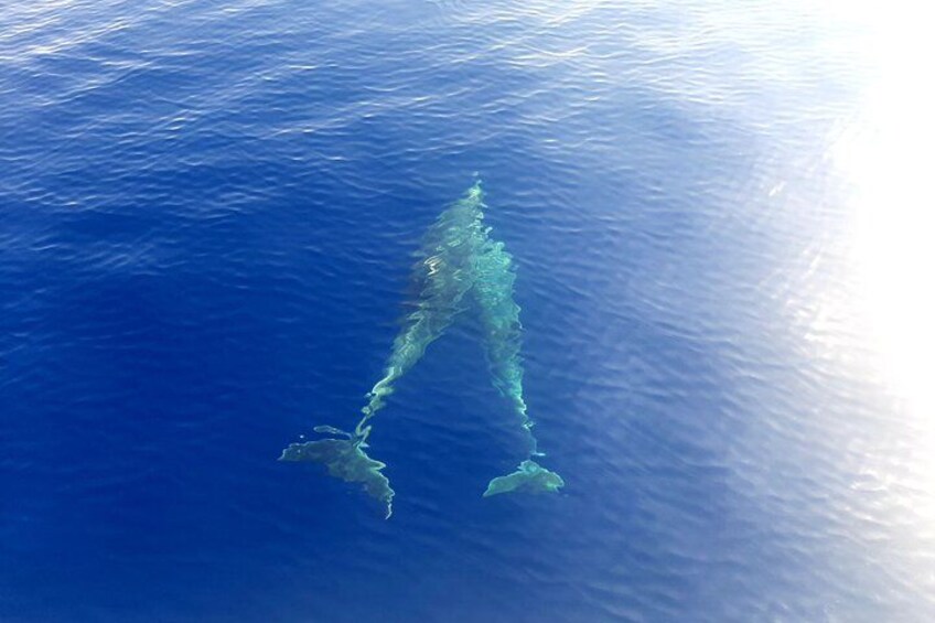 Full day catamaran tour in Alghero 2