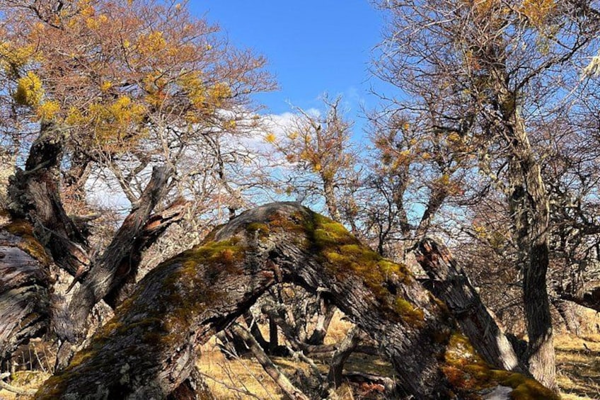 A forest with fallen trees and a clear blue sky. 2