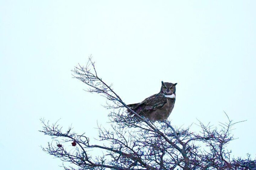 Bird Watching and Fauna in Chilean Patagonia Private Tour 2