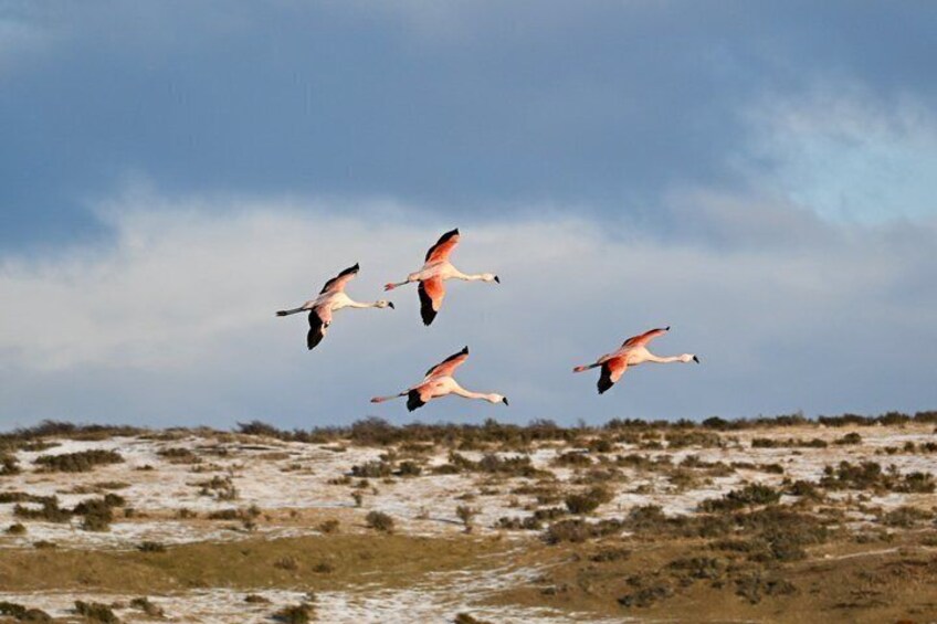 Bird Watching and Fauna in Chilean Patagonia Private Tour 1