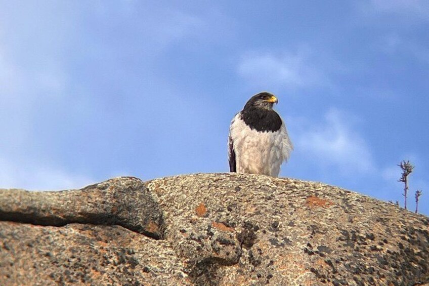 A bird perched on a rock. 4