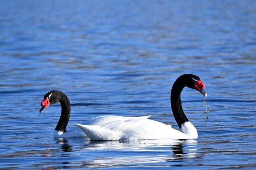 Bird Watching and Fauna in Chilean Patagonia Private Tour 4
