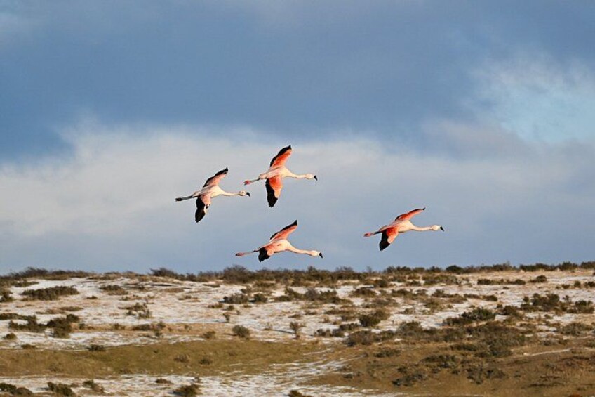 A group of flamingos flying over a dry, sandy landscape with sparse vegetation. 1