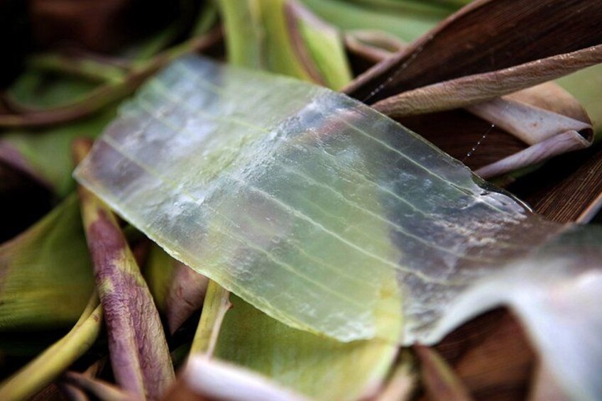 A translucent leaf among green and brown foliage. 2