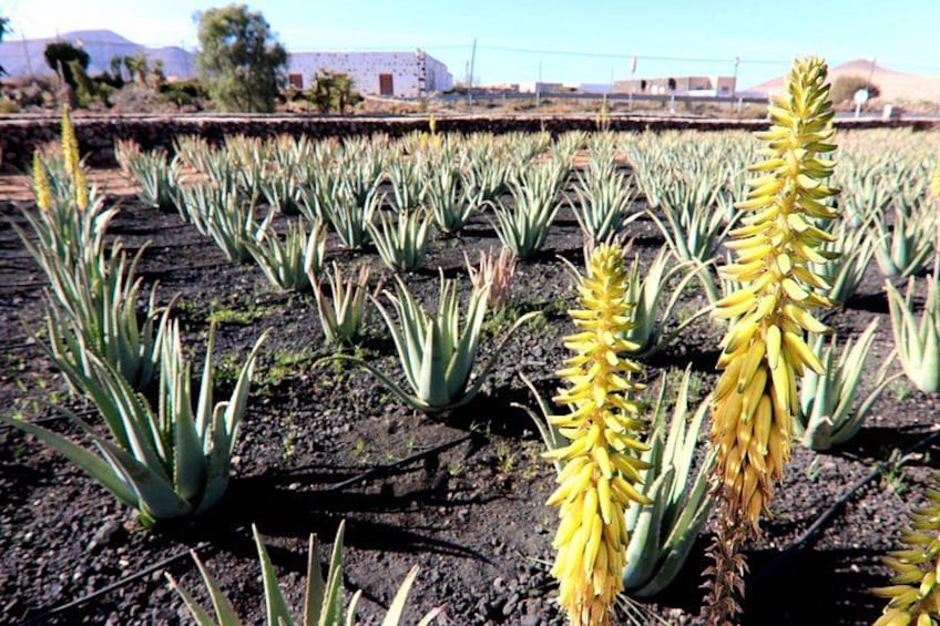 A field of agave plants with some yellow flowering tops. 3