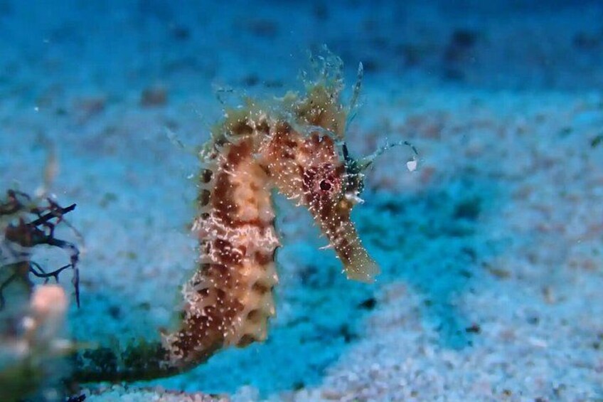 Ein Seepferdchen schwimmt in der Nähe des Meeresbodens. 2