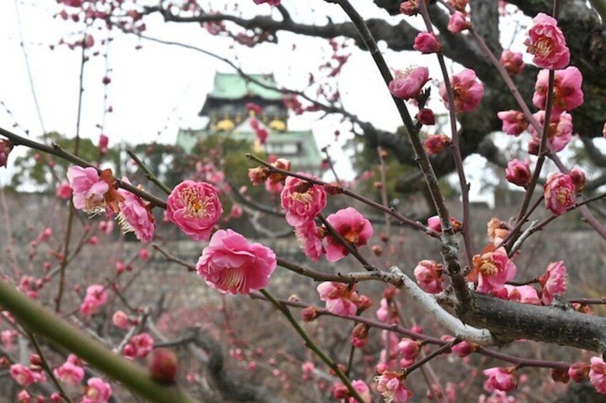Plum blossoms at Osaka Castle 2