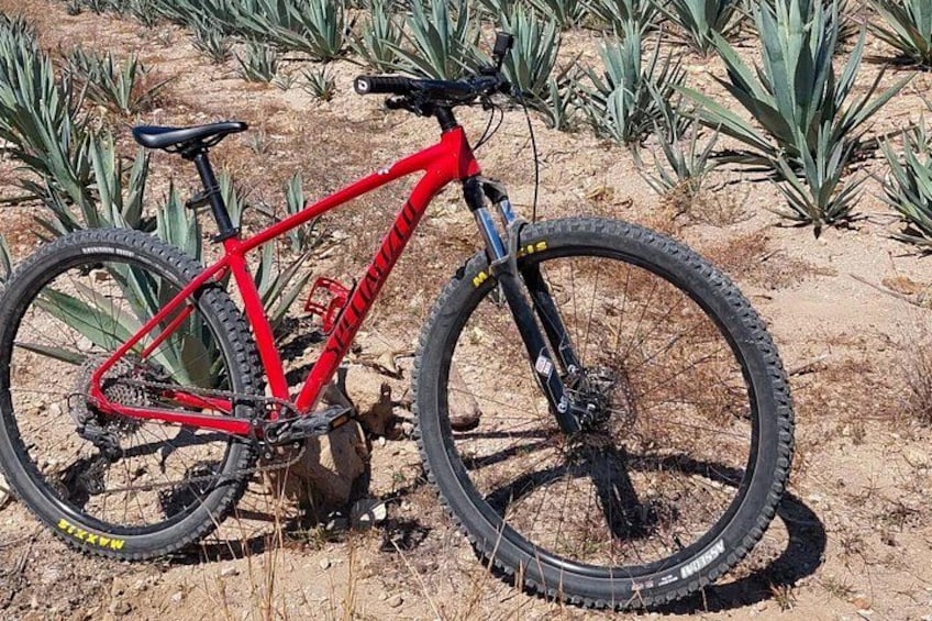 Un vélo de montagne rouge, avec des pneus noirs, est garé sur un sol en terre, avec des plantes vertes en arrière-plan. 5