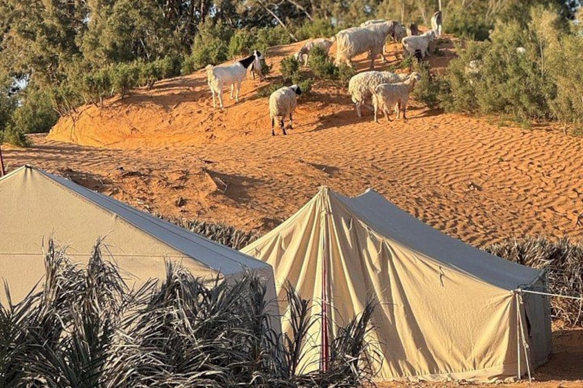 Day Excursion to Ksar Ghilane 1