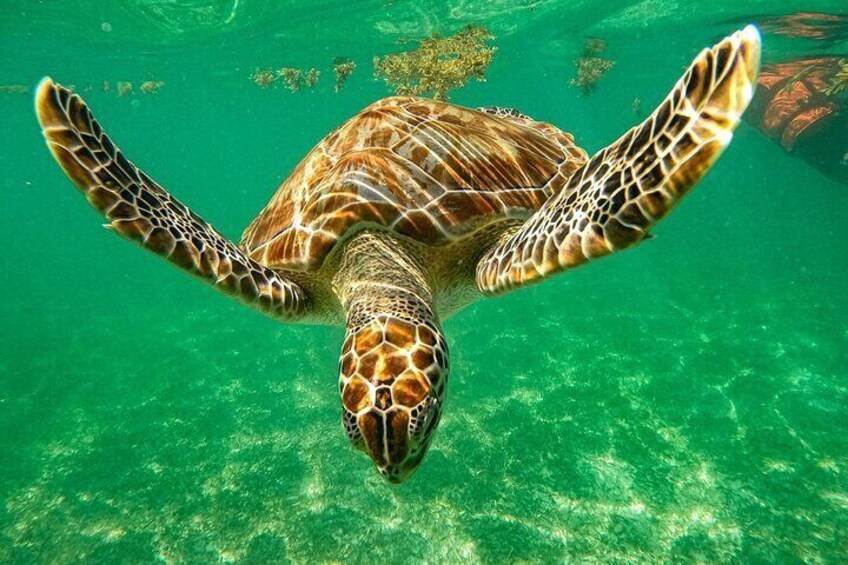 A sea turtle swimming underwater. 1