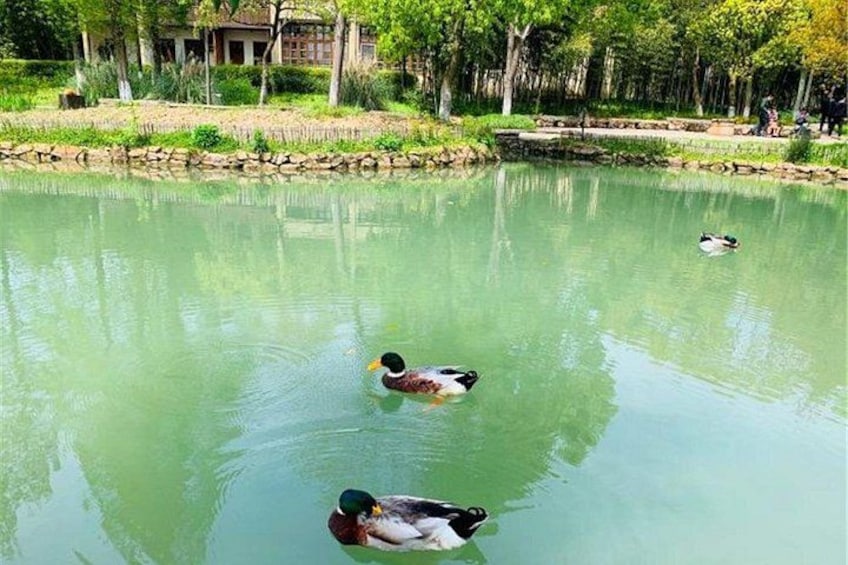 Un pato nada en un estanque con una casa y árboles al fondo. 3