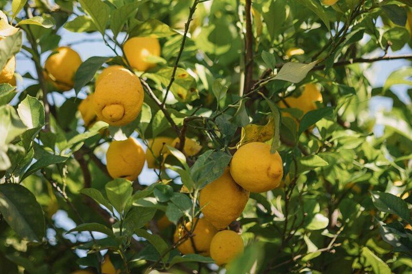 Simply the Zest – Lemon Workshop | 20 km from Ortigia 1