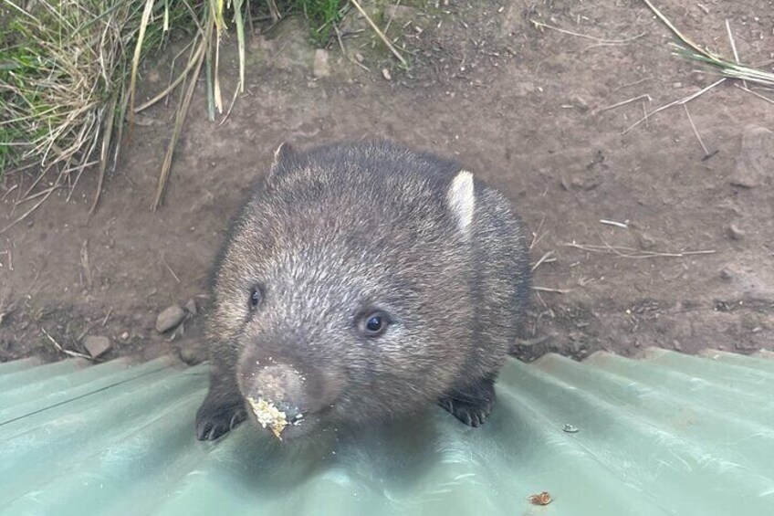 3 Day Private Tour in Tasmania 2