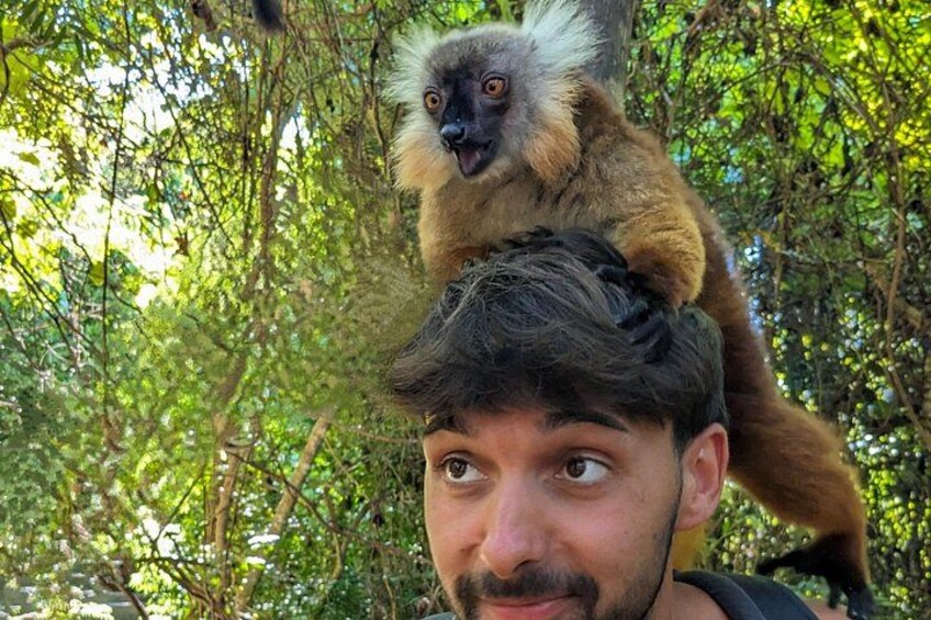 En person med en lemur på hovedet i et skovområde. 3
