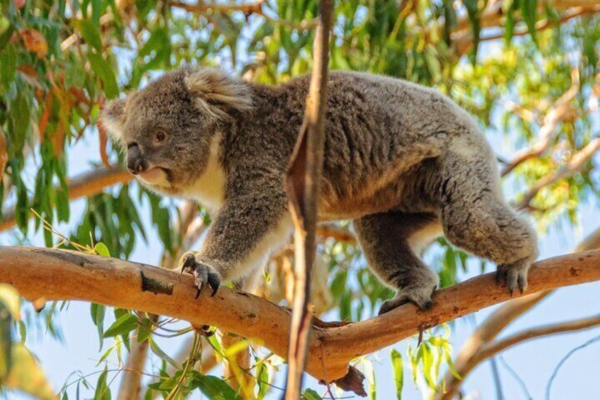 En koala på en gren. 5