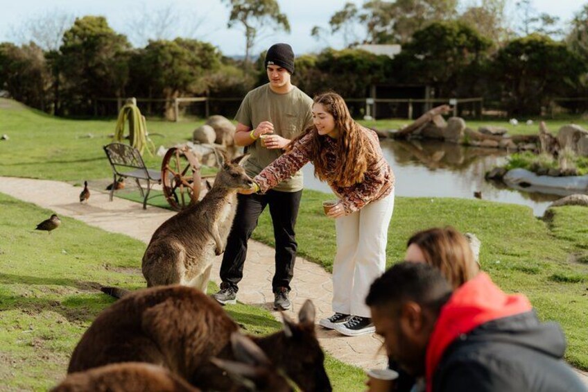 A person feeding a kangaroo in a park with a pond and greenery in the background. 2