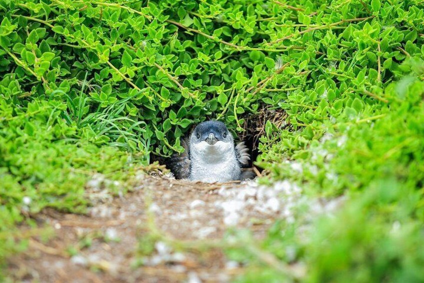 Melbourne Puffing Billy Train and Penguin Parade Day Tour Escape 2