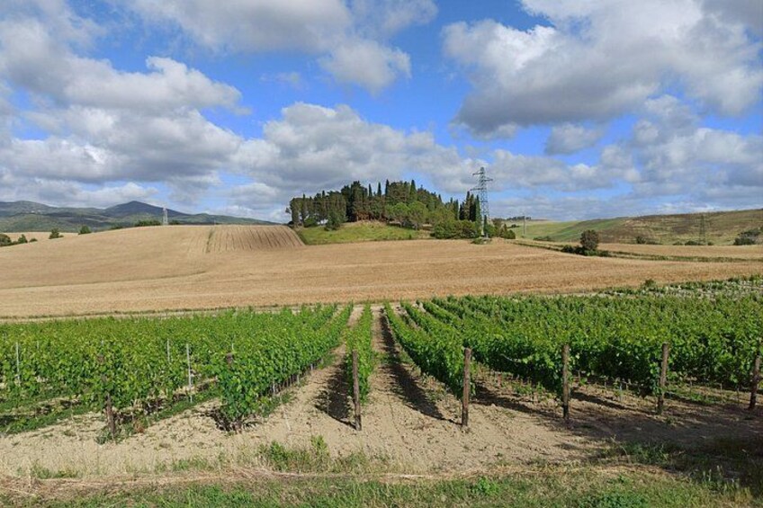 A vineyard with rows of grapevines, a hill with a building, and a power line tower in the background. 2