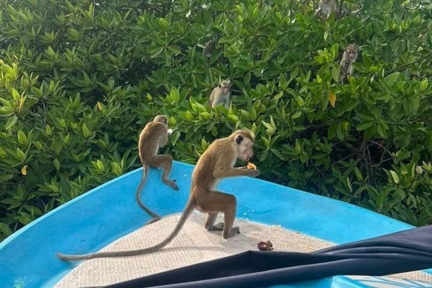 Monkeys on a blue platform with green foliage in the background. 4