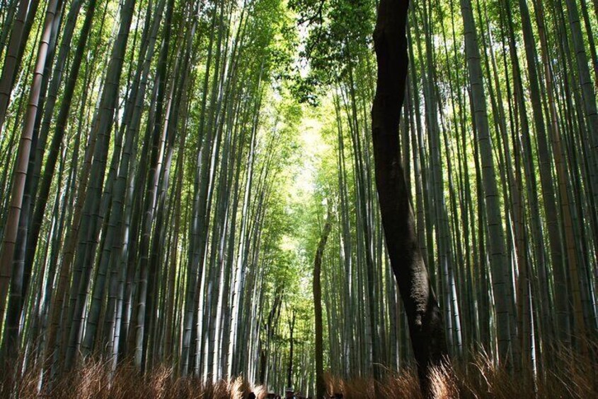 Kyoto: Arashiyama Bamboo Forest, Monkeys, Matcha & Temple Tour 2