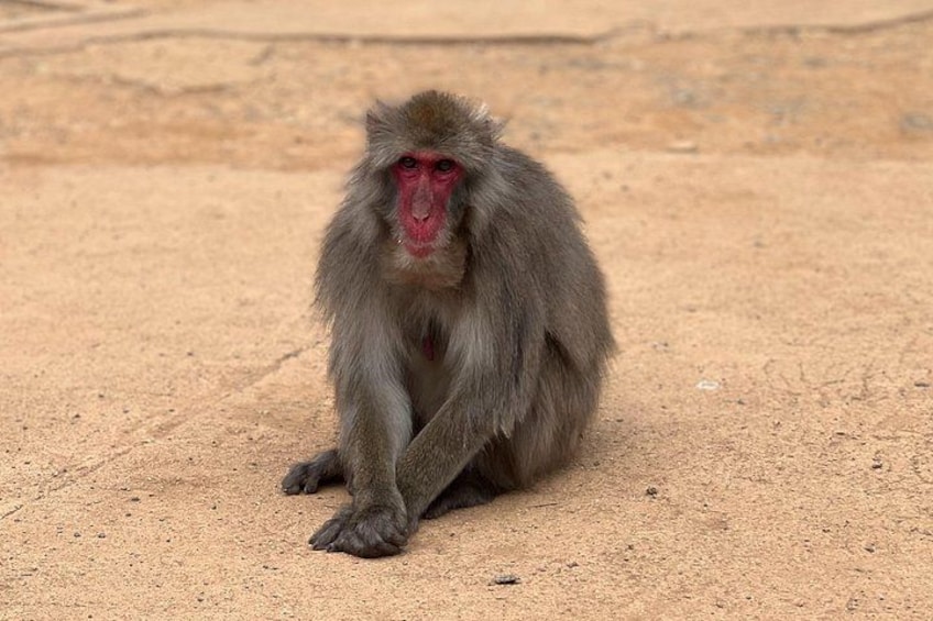 A monkey sitting on sandy ground. 2