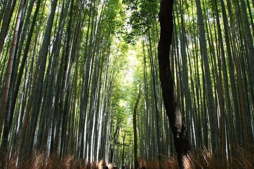 Kyoto: Arashiyama Bamboo Forest, Monkeys, Matcha & Temple Tour 2